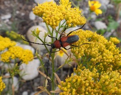 Crossidius coralinus