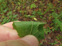 Solidago ulmifolia palmeri
