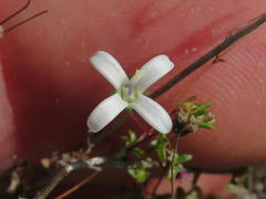 Wahlenbergia pyrophila