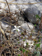 Wahlenbergia pyrophila