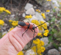 Crossidius coralinus