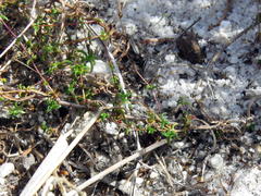 Wahlenbergia pyrophila