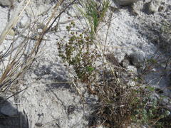 Wahlenbergia pyrophila