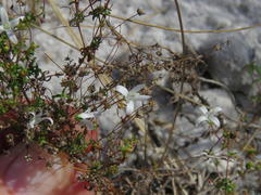Wahlenbergia pyrophila