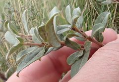 Salix repens argentea