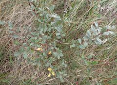 Salix repens argentea