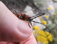 Crossidius coralinus