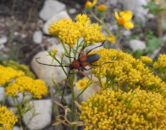 Crossidius coralinus