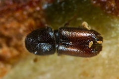 Pityogenes bidentatus