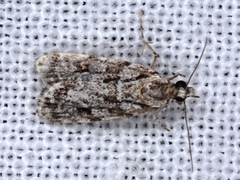 Scoparia emmetropis