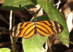 Heliconius ismenius
