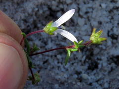 Wahlenbergia pyrophila