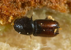 Pityogenes bidentatus