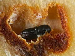 Pityogenes bidentatus