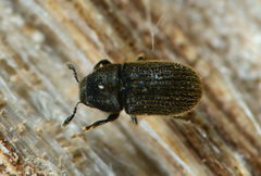 Phloeotribus rhododactylus