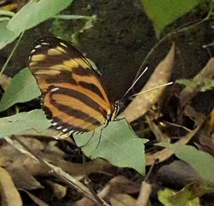 Heliconius ismenius