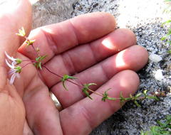 Wahlenbergia pyrophila