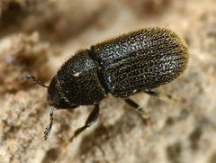 Phloeotribus rhododactylus