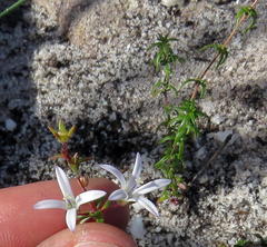 Wahlenbergia pyrophila