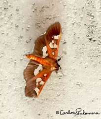 Phostria