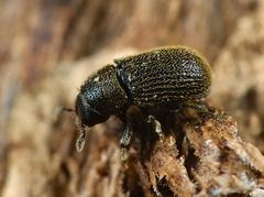 Phloeotribus rhododactylus