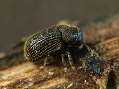 Phloeotribus rhododactylus