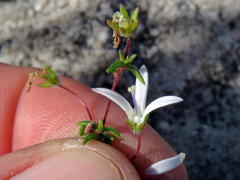 Wahlenbergia pyrophila