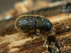 Phloeotribus rhododactylus