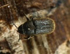 Phloeotribus rhododactylus