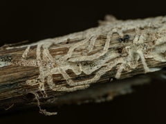 Phloeotribus rhododactylus