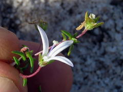 Wahlenbergia pyrophila