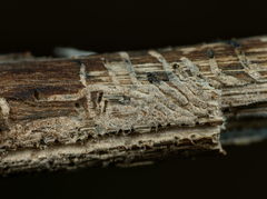 Phloeotribus rhododactylus