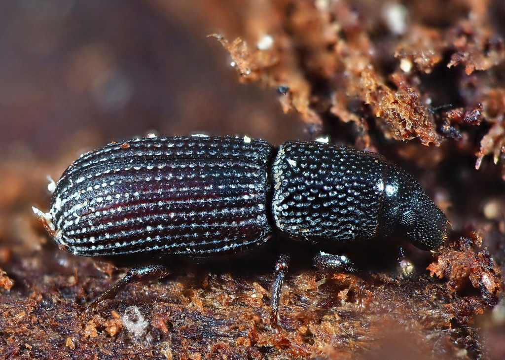 Brachytemnus porcatus
