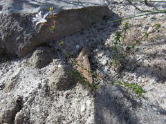 Wahlenbergia pyrophila