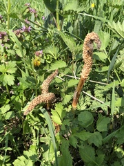 Equisetum telmateia