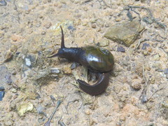 Helicarionidae