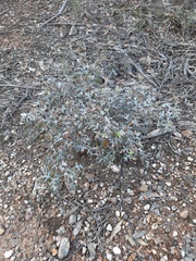 Grevillea dryophylla
