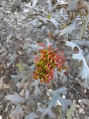 Grevillea dryophylla