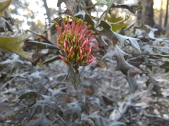 Grevillea dryophylla
