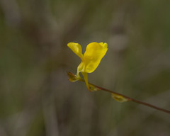 Utricularia juncea