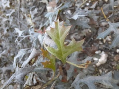 Grevillea dryophylla