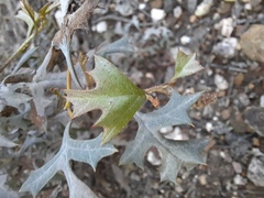 Grevillea dryophylla