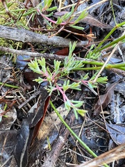 Darwinia biflora