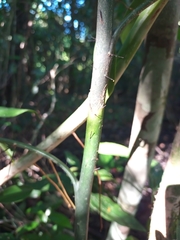 Desmoncus orthacanthos