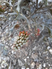Grevillea dryophylla