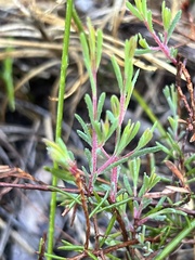 Darwinia biflora