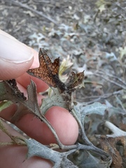 Grevillea dryophylla