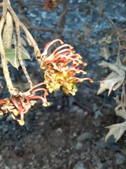 Grevillea dryophylla