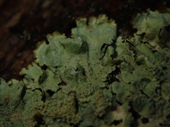 Canoparmelia texana