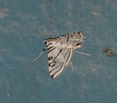 Conchylodes concinnalis